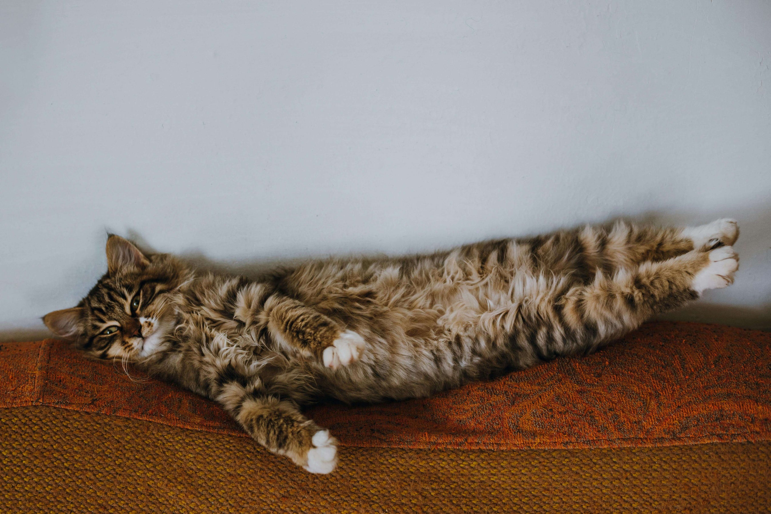 Fluffy cat stretched out relaxing on a couch highlighting the importance of using safe, non-toxic cleaning products for pets.